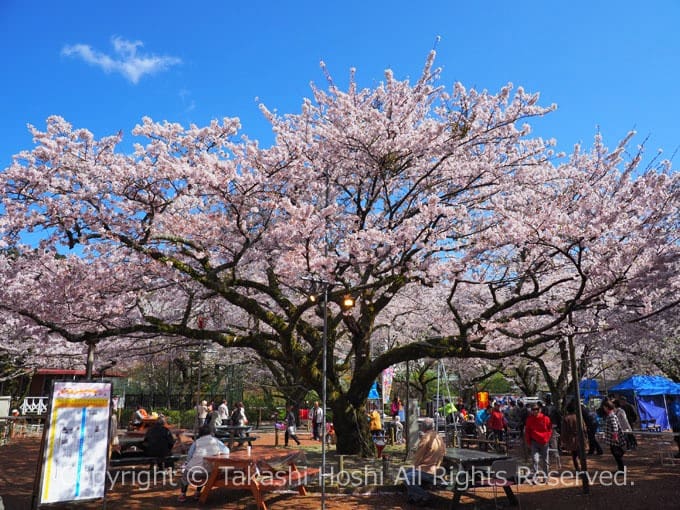 時之栖の桜