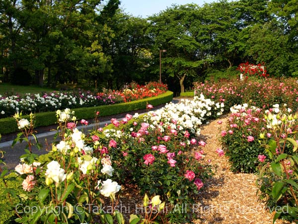 広見公園のバラ園