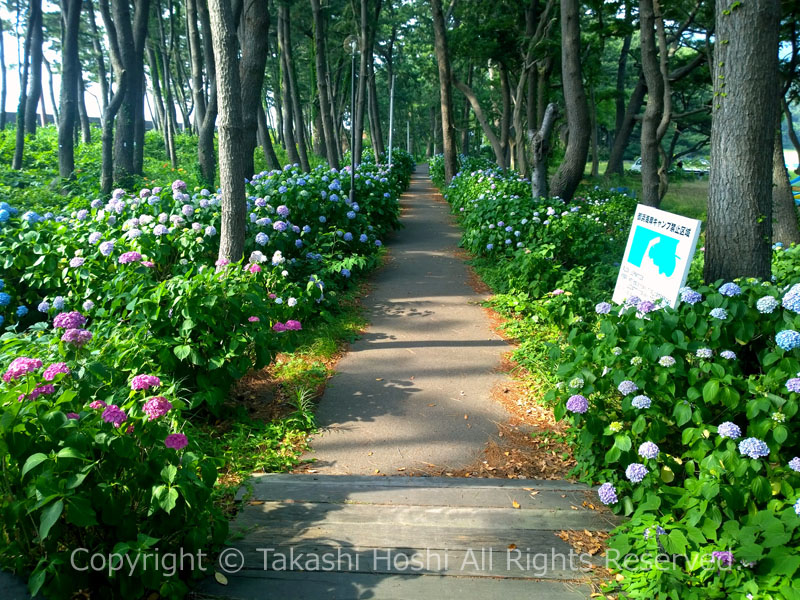 御浜岬の紫陽花