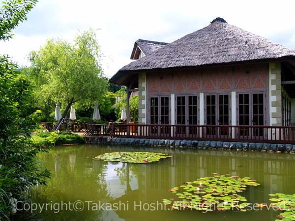 河津バガテル公園のモネゆかりの睡蓮