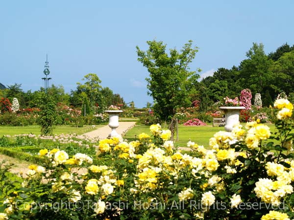 河津バガテル公園の景色