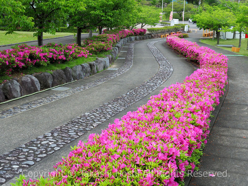 あらさわふる里公園に咲くツツジ