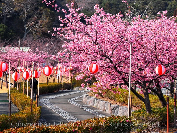 あらさわ紅桜