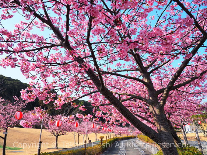 あらさわ紅桜の桜並木