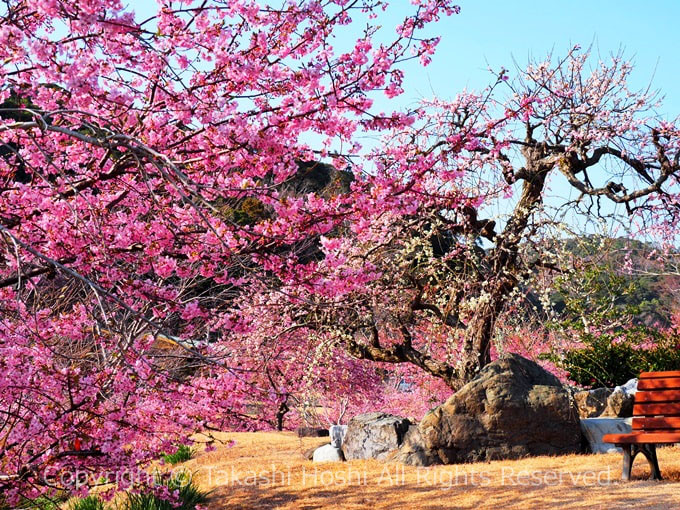 白梅とあらさわ紅桜