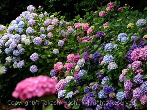 大鐘家の庭に咲く紫陽花