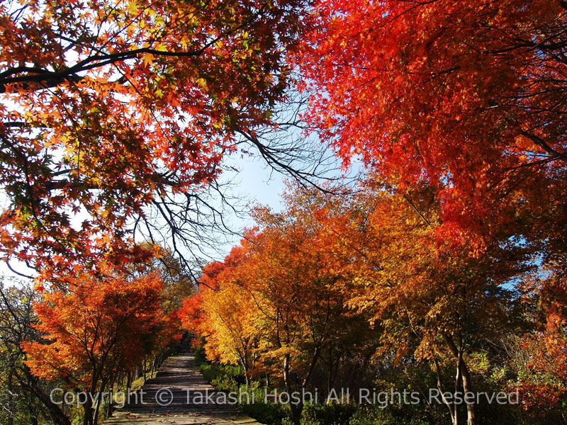 伊豆パノラマパークのボードウォークの紅葉