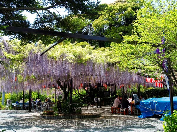 林泉寺の長藤