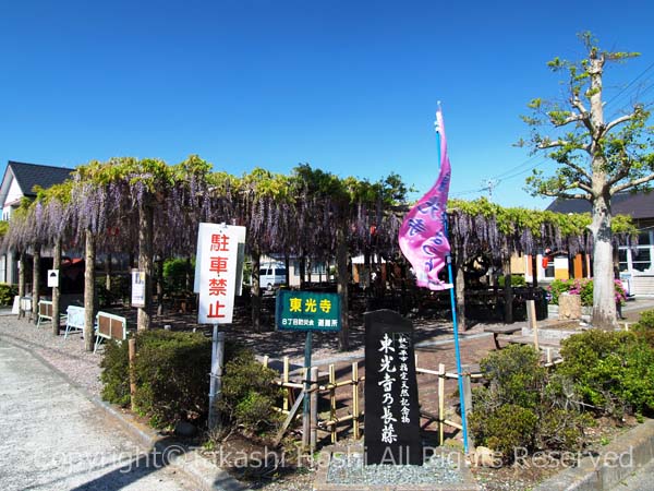 東光寺の長藤