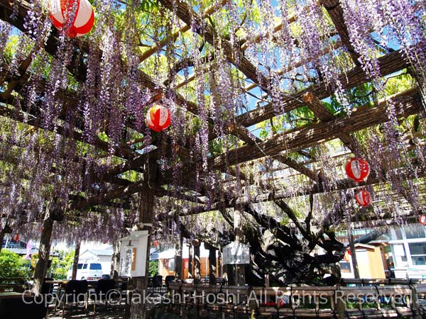 牧之原市の天然記念物である東光寺の長藤