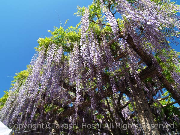 約2万の花房をつける東光寺の長藤