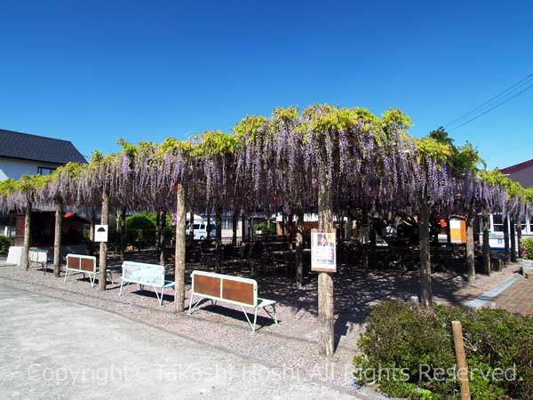 東光寺の藤棚