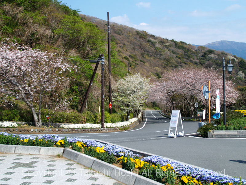 桜や花に囲まれる出逢い岬