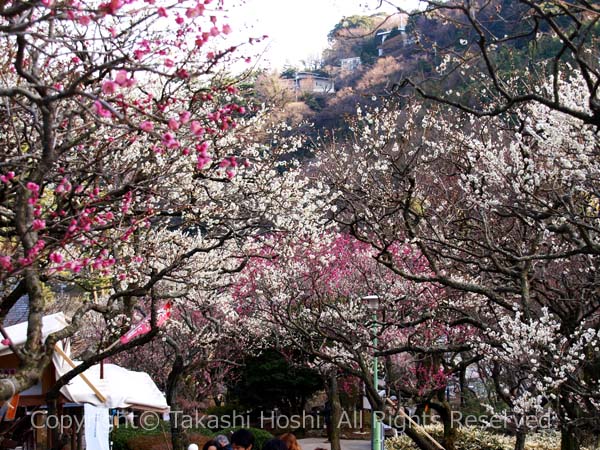 熱海梅園に咲く梅の写真
