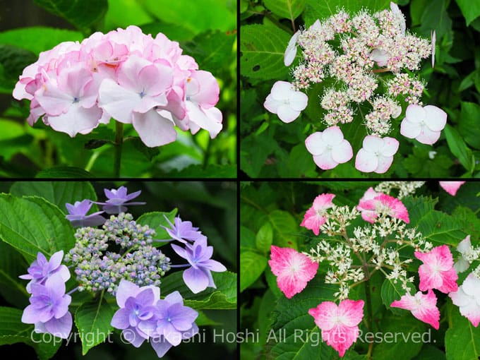 秩父宮記念公園の紫陽花