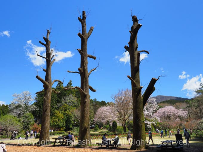 秩父宮記念公園のメモリアルガーデン