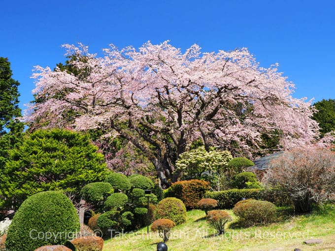 秩父宮記念公園の桜