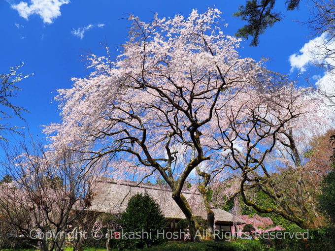 秩父宮記念公園の枝垂れ桜