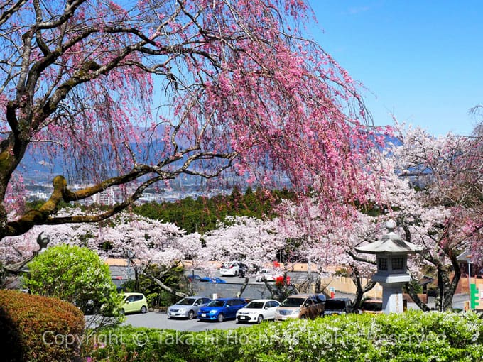 御殿場平和公園の桜