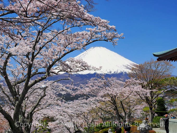 富士山と桜の共演