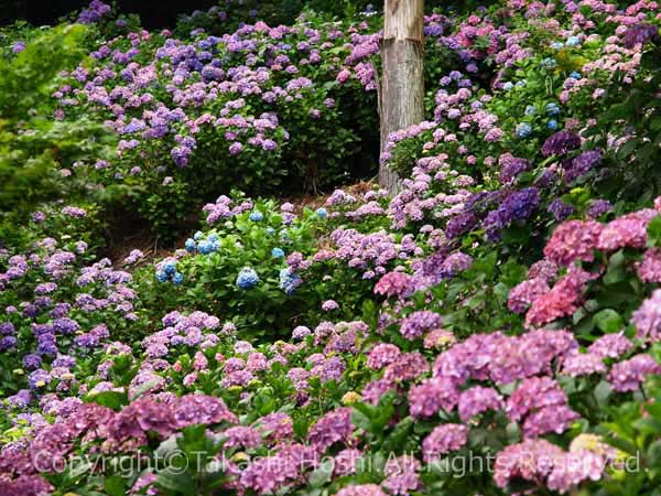 秋葉公園の紫陽花