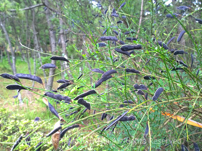 白砂公園のカラスノエンドウ