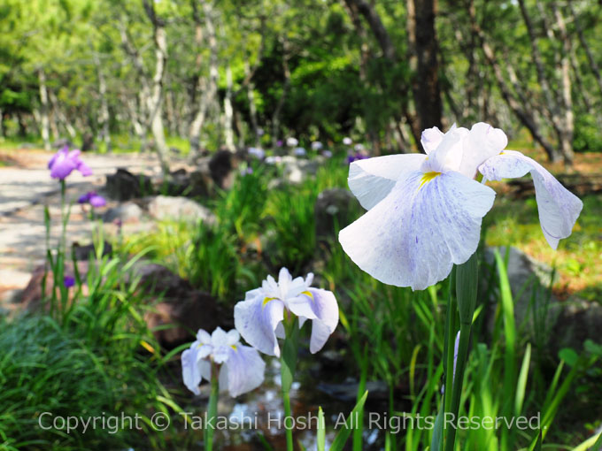 白砂公園の花菖蒲