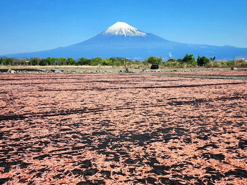 富士川の桜えびの天日干し場