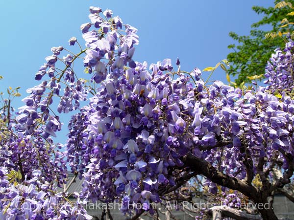 下之坊の見れば見るほど高貴なフジの花