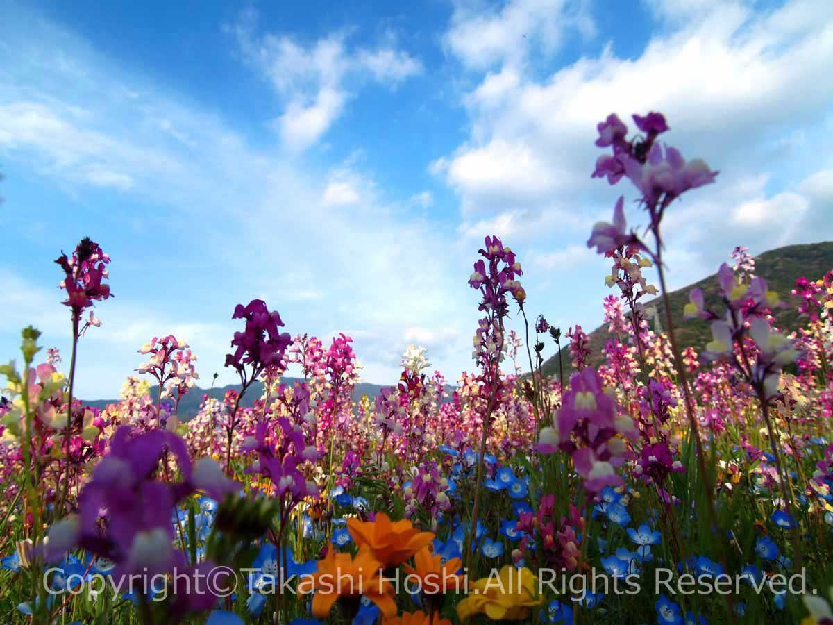 田んぼをつかった花畑のワイルドフラワー