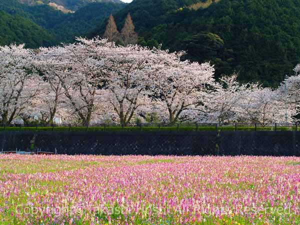 那賀川沿いに咲く桜と田んぼを使った花畑