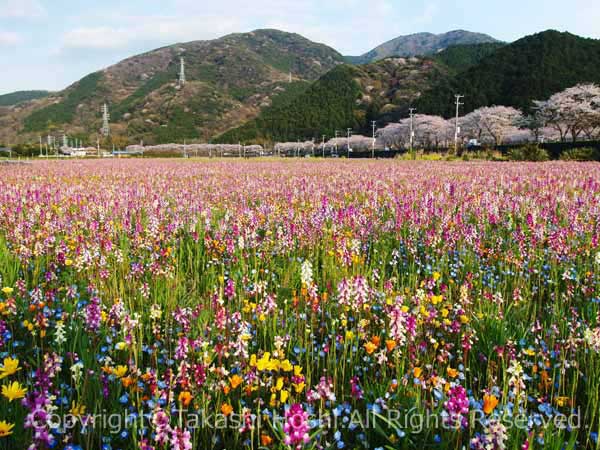 花とロマンの里にある田んぼをつかった花畑