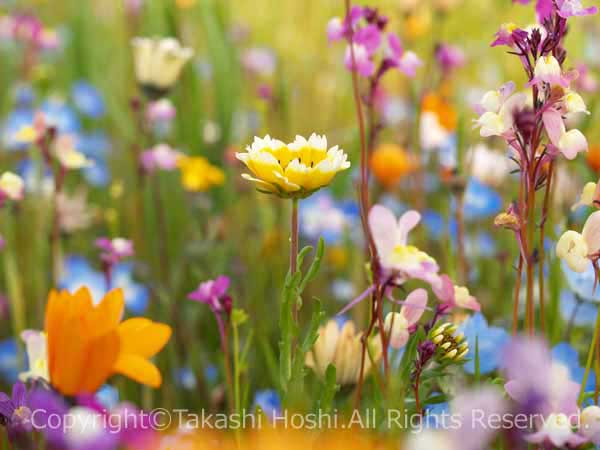 SMAPの歌のような田んぼを使った花畑の写真