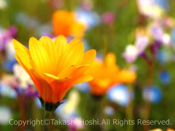 無料で花摘みもできる田んぼをつかった花畑の写真