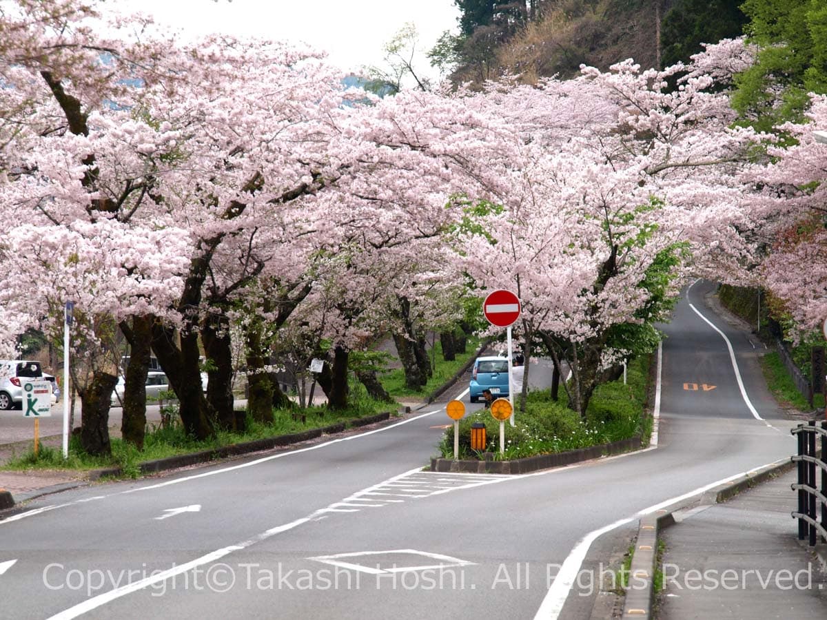 了玄の桜トンネル