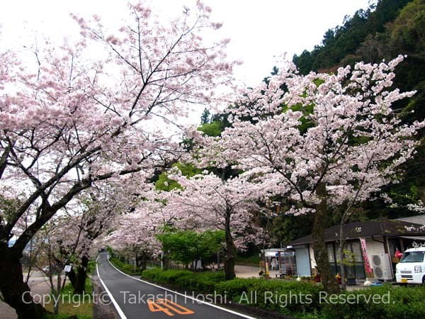 家山の桜トンネル