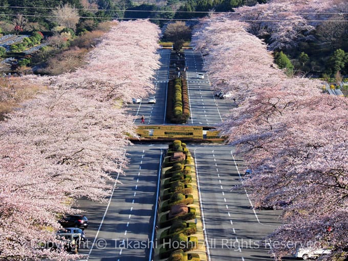 冨士霊園の桜並木