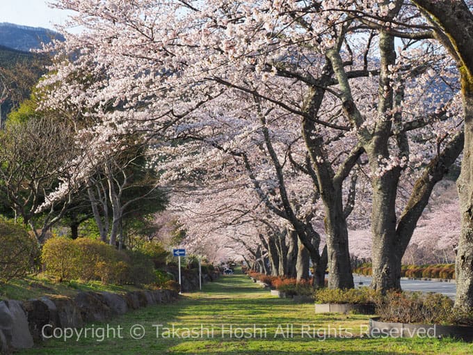 冨士霊園の桜トンネル