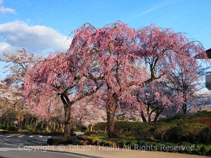 冨士霊園のしだれ桜