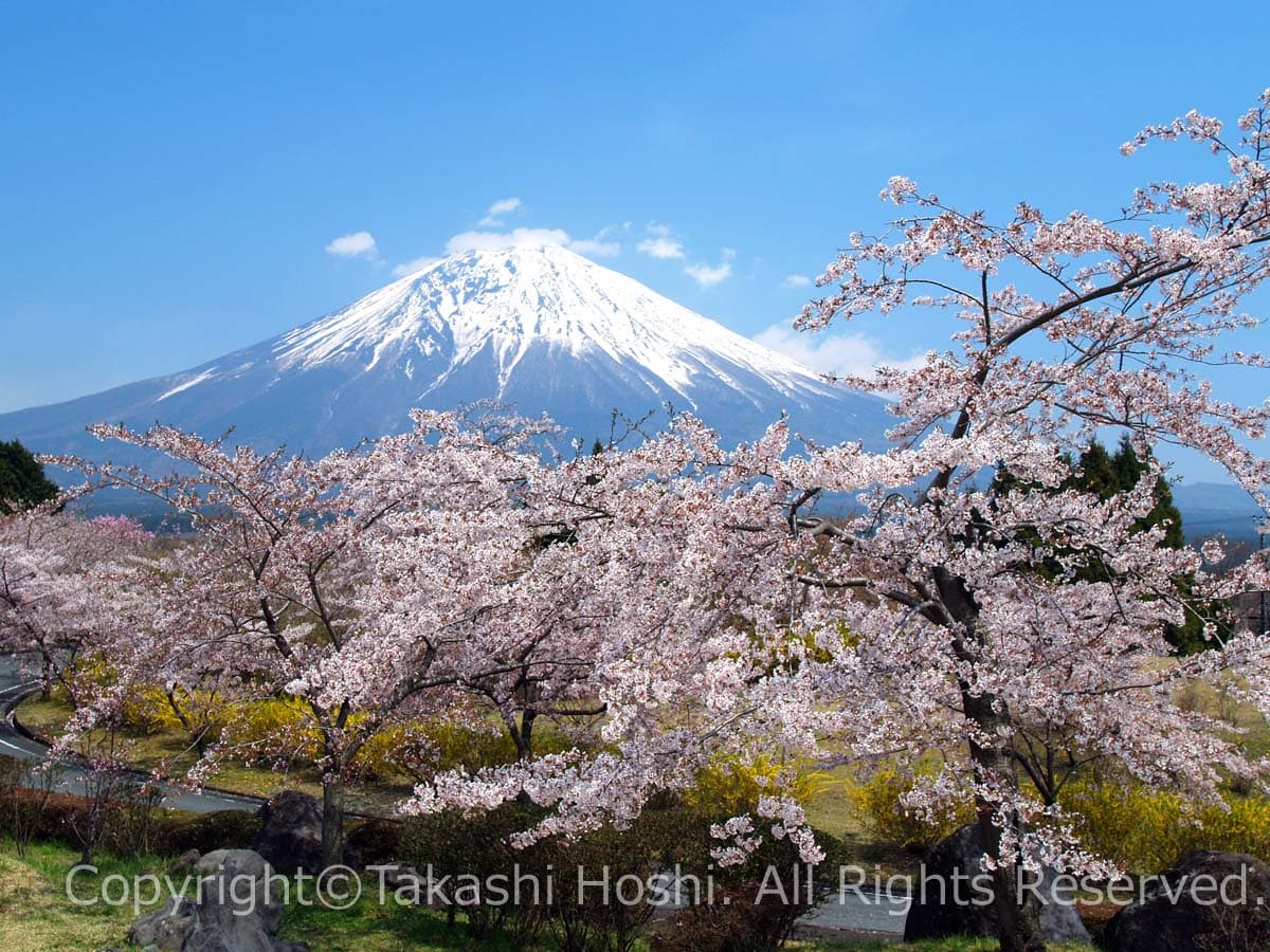 富士桜自然墓地公園