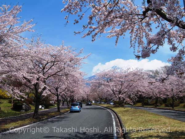 富士桜自然墓地公園の桜並木