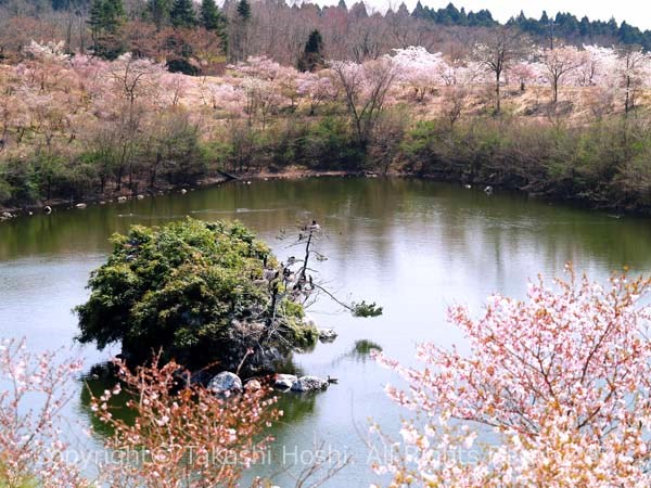 富士桜自然墓地公園の池