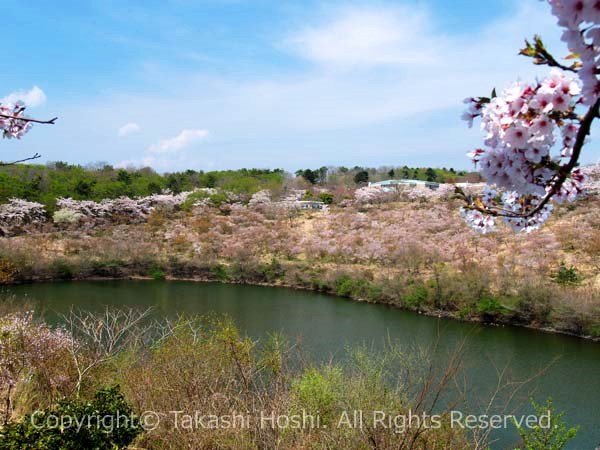 富士桜自然墓地公園の池の写真