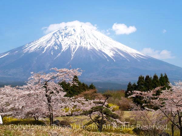 富士桜自然墓地公園からの富士山の写真