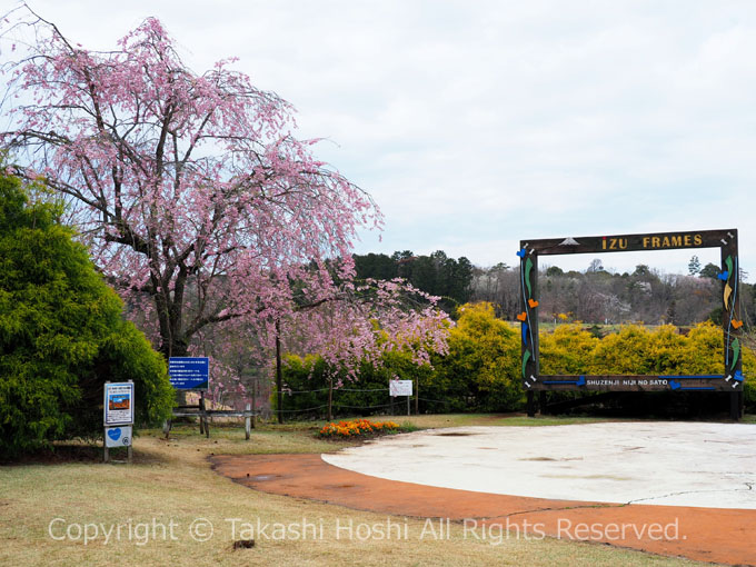 虹の郷の富士山フォトスポットに咲くしだれ桜