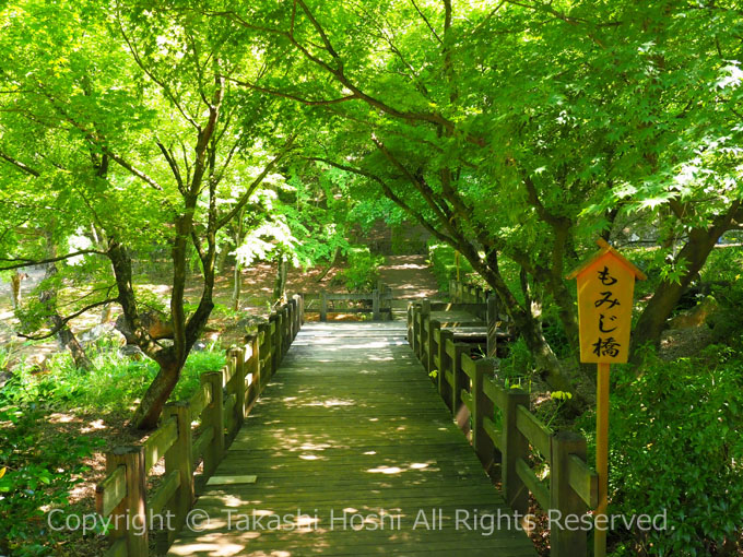 虹の郷の日本庭園のもみじ橋