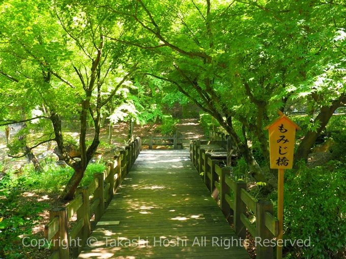 虹の郷の日本庭園のもみじ橋