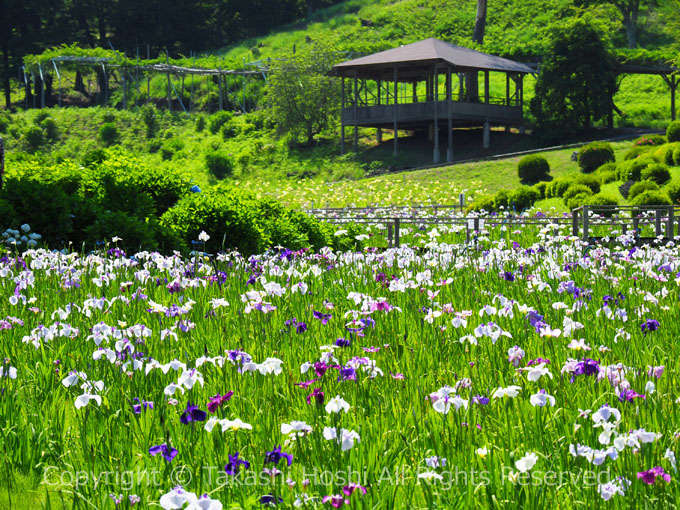 修善寺虹の郷 花しょうぶ園