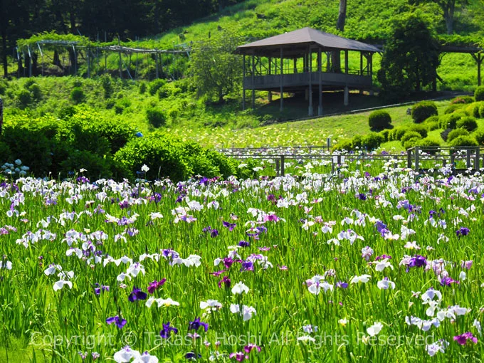 修善寺虹の郷 花しょうぶ園