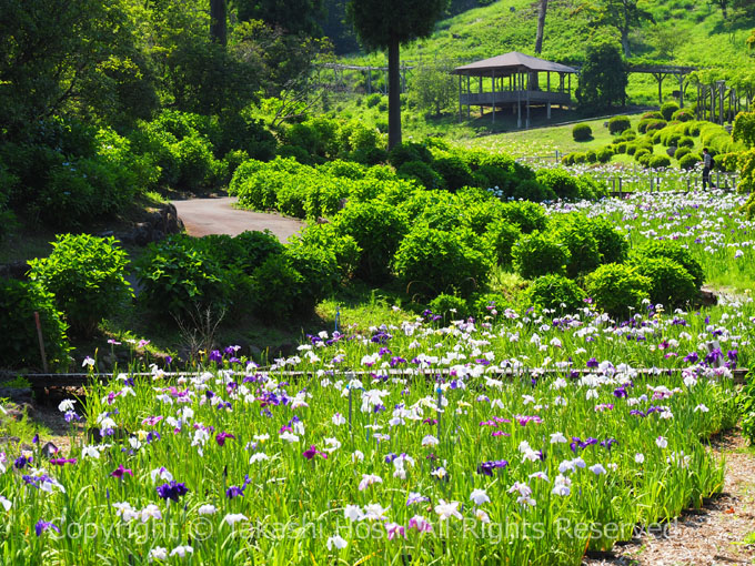 修善寺虹の郷 花菖蒲園